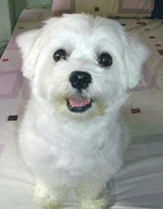 Happy's life at 5 years old