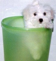 Happy as an infant puppy