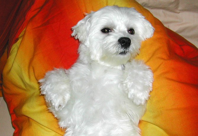 Happy's life at 2 years old