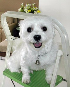 Happy's life at 5 years old