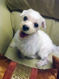 Happy's last taken photo